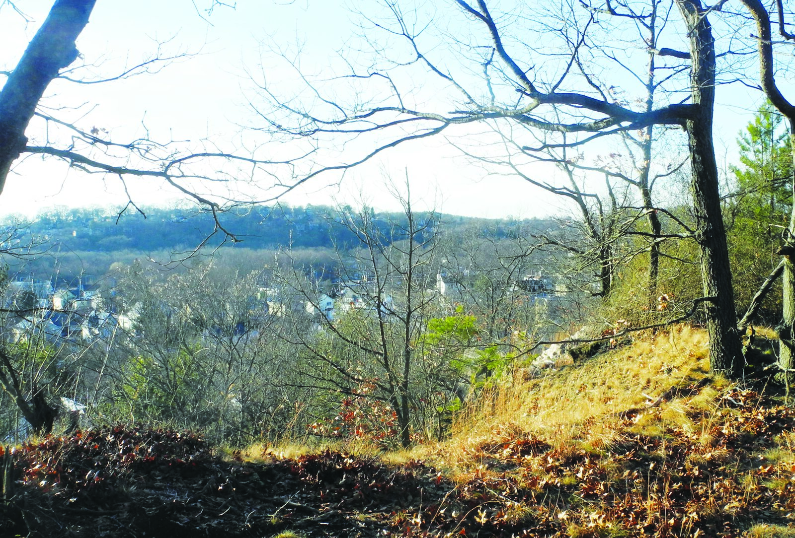 Crane Ledge Woods and the $100 million question