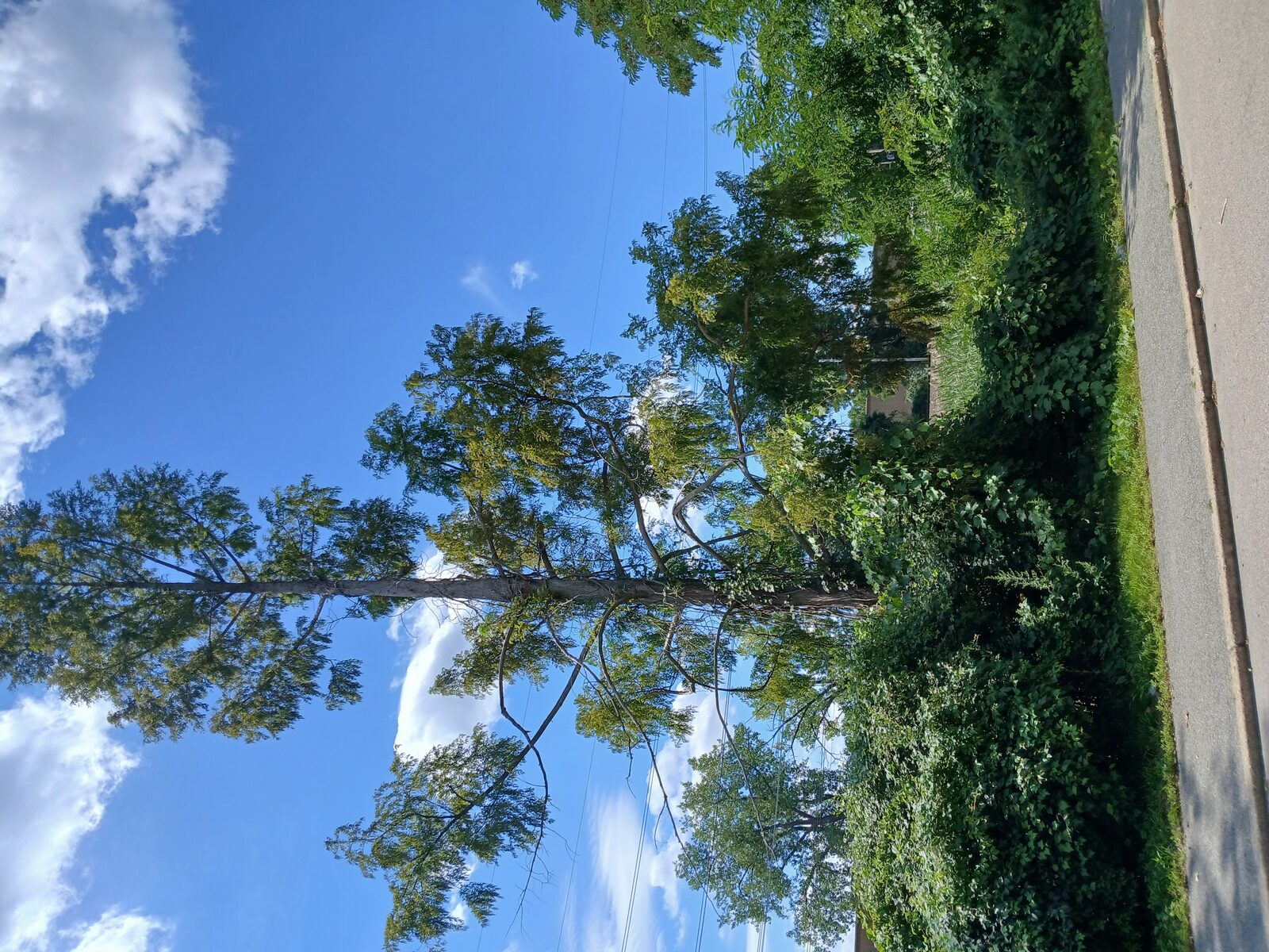 Rare Dawn Redwood trees at WR High School neglected and dying